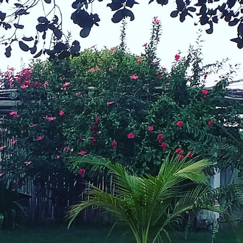 Pousada Casa Da Mata Sao Miguel do Gostoso Bagian luar foto